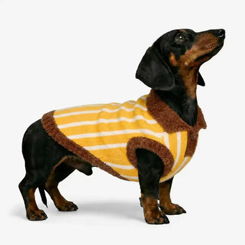 Farbblockiertes gestreiftes Dackel-Polo-Kragen-Hundepullover