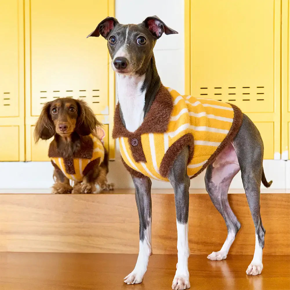 Farbblockiertes gestreiftes Dackel-Polo-Kragen-Hundepullover