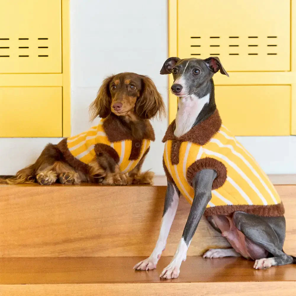 Farbblockiertes gestreiftes Dackel-Polo-Kragen-Hundepullover