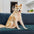 Faltbare wasserdichte tragbare Hundecarpet-Matte Hundecampingmatte