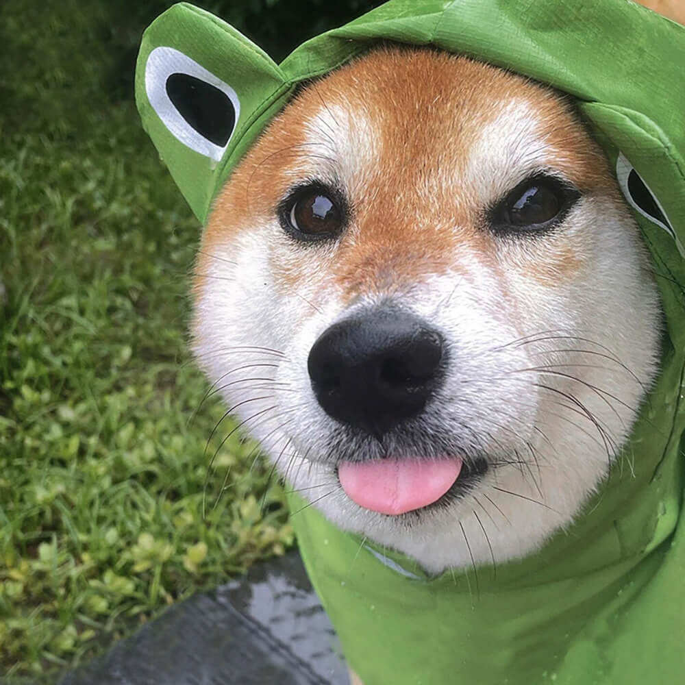 Wasserdichter Leichter Poncho-Regenmantel mit Kapuze für Hunde im Frosch-Design