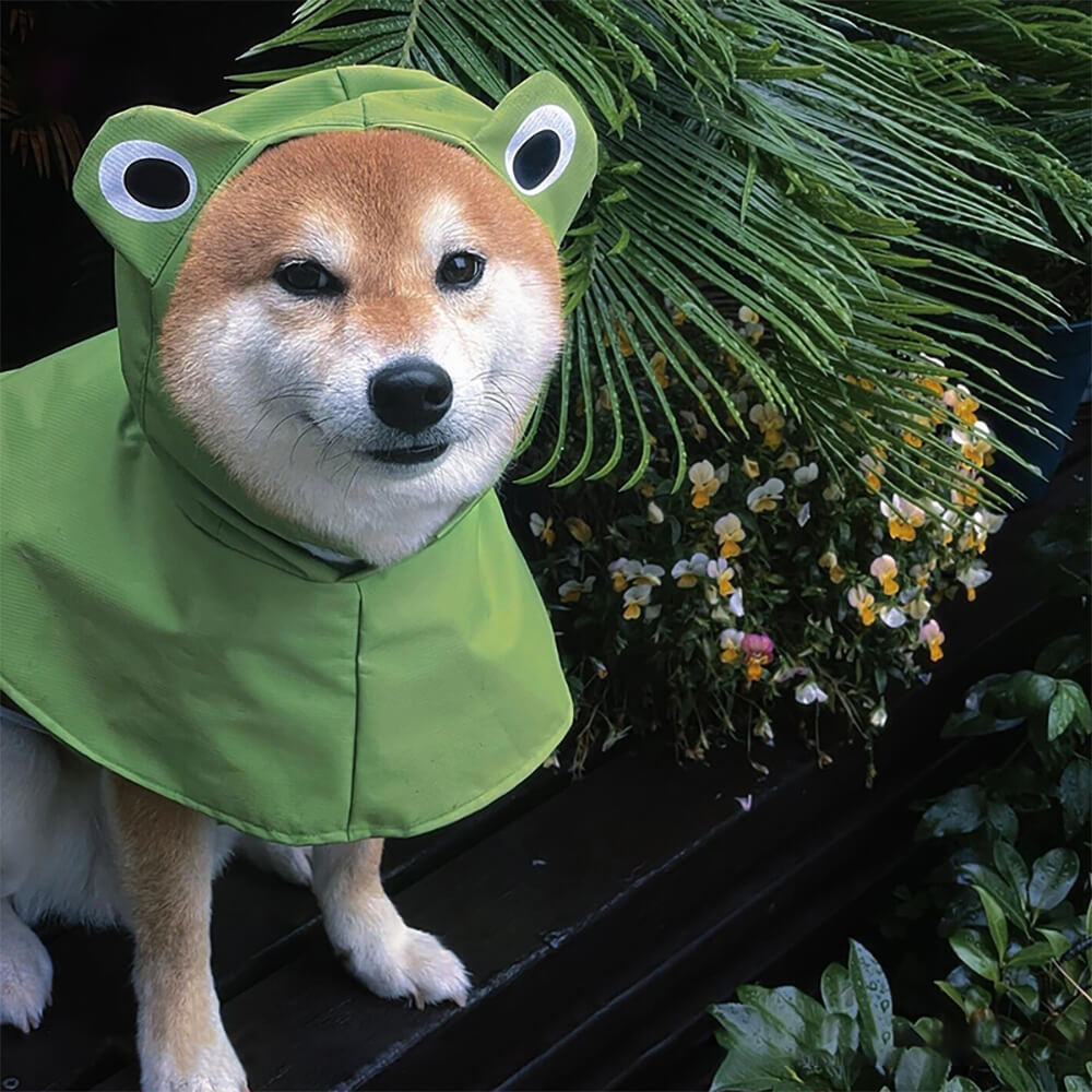 Wasserdichter Leichter Poncho-Regenmantel mit Kapuze für Hunde im Frosch-Design