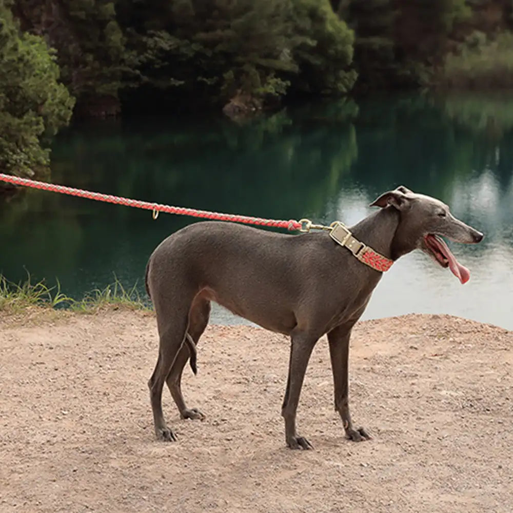 Robuste handgewebte Nylon-Hundeleine für mittelgroße und große Hunde