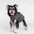 Hochgeschlossenes gesteppte Hundeweste – warmer modischer Wintermantel