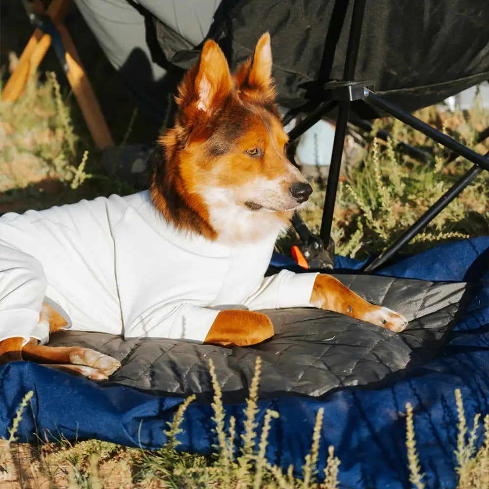Außen-Campingplatz Feuchtigkeitsbeständiges und wasserdichtes tragbares Hundebett