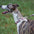 Verstellbares Anti-Zug-Hundehalsband und -Leine mit Reflektierendem Gewebe