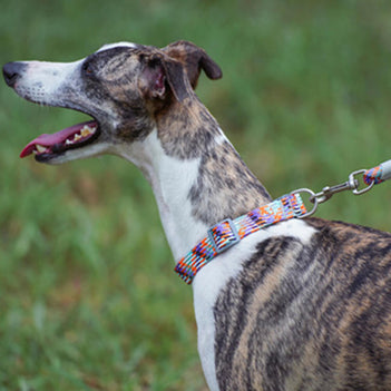Verstellbares Anti-Zug-Hundehalsband und -Leine mit Reflektierendem Gewebe