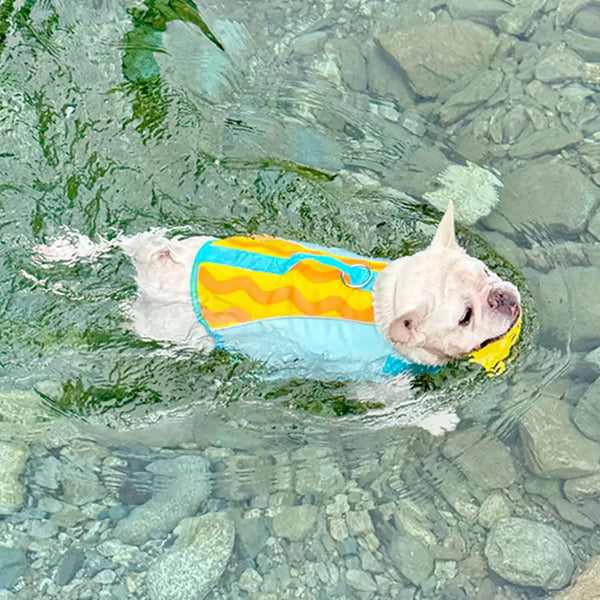 Stilvolle, farblich abgesetzte Hundeschwimmweste
