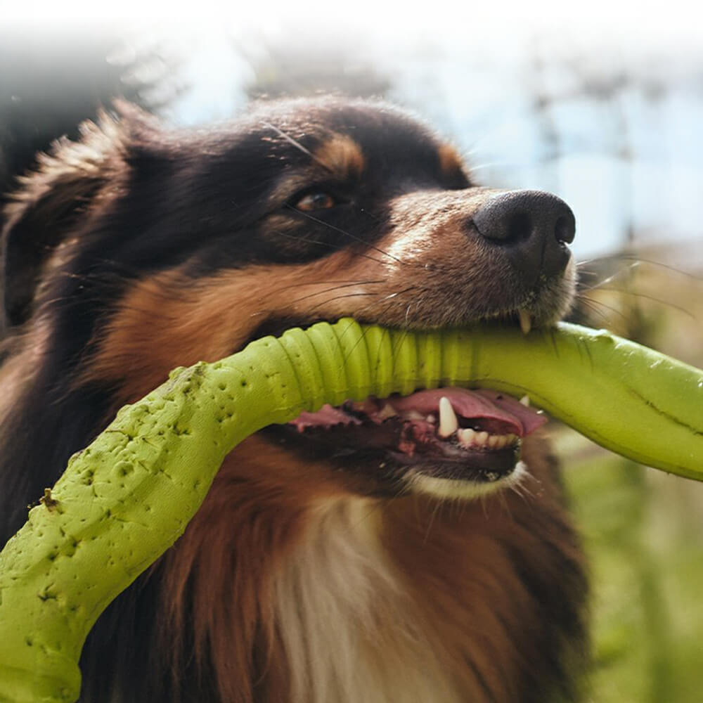 War Ring – Robustes Wasserdichtes Leichtes Flexibles und Interaktives Hundespielzeug