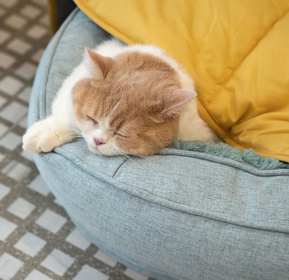 Ganzjähriger waschbarer Möbelprotektor für Katzenbetten und Decken