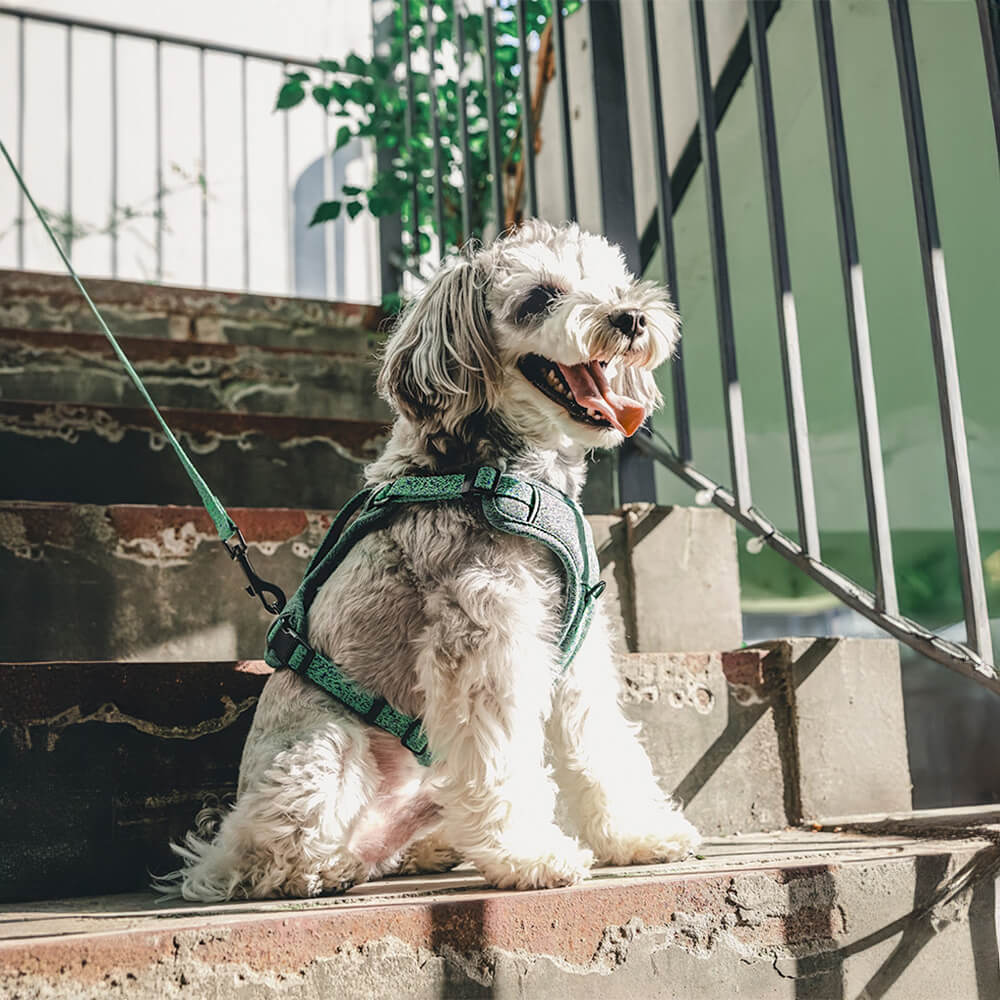 Umweltfreundliches Recyceltes Gewebe Hundegeschirr und -Leine