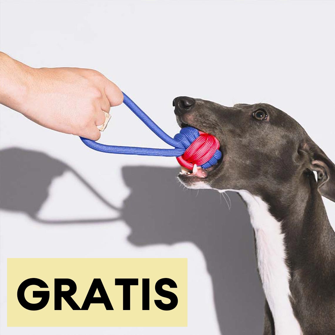 Hundespielzeug Farbkonflikt Knoten Seil