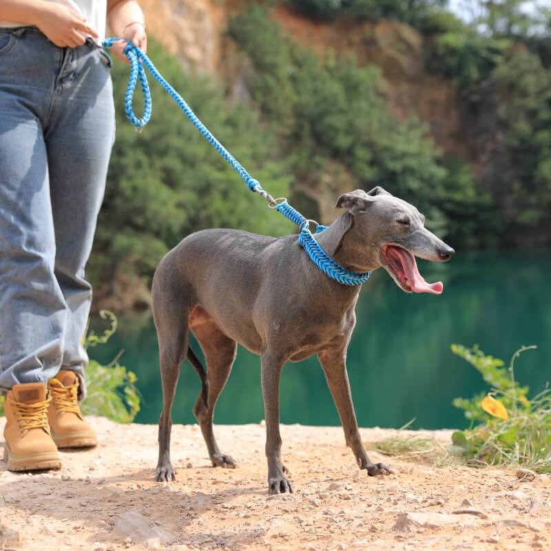 Handgefertigtes leuchtendes Anti-Zug-Halsband und Leine für große Hunde