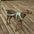 Gummy Cool Hundezubehör Walk Set