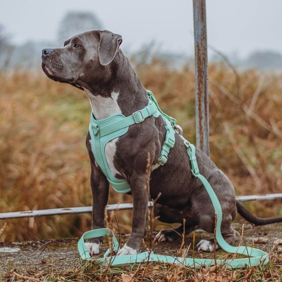 Absolut Reißfeste Wasserdichte und Antibakterielle Gummi-Hundegeschirr