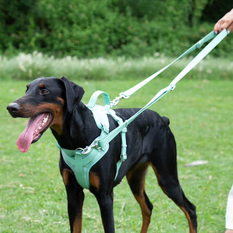 Absolut Reißfeste Wasserdichte und Antibakterielle Gummi-Hundegeschirr