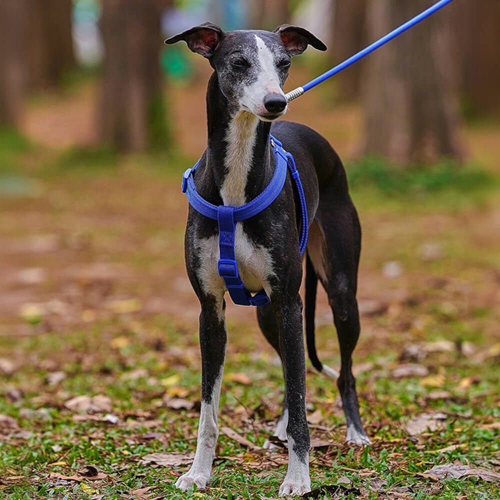 Leicht zu tragendes verstellbares Hundegeschirr Spazierset