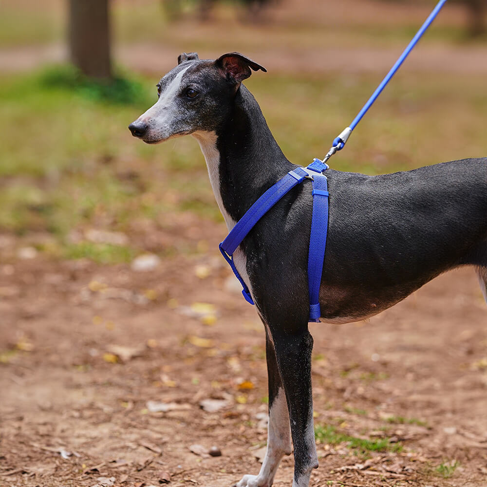 Leicht zu tragendes verstellbares Hundegeschirr Spazierset