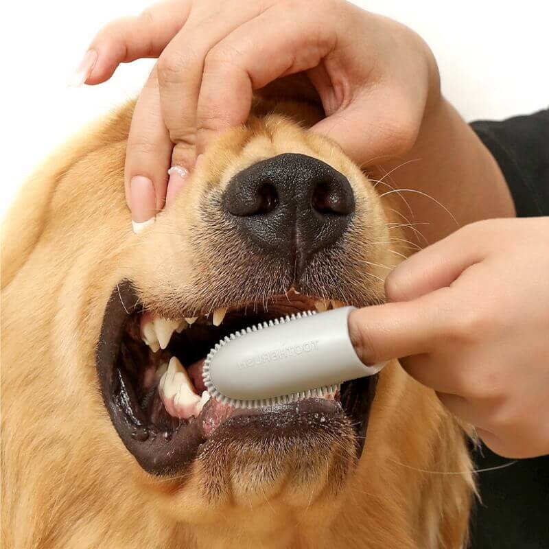 Haustierzahnbürste, Fingerzahnbürste zur Zahnreinigung