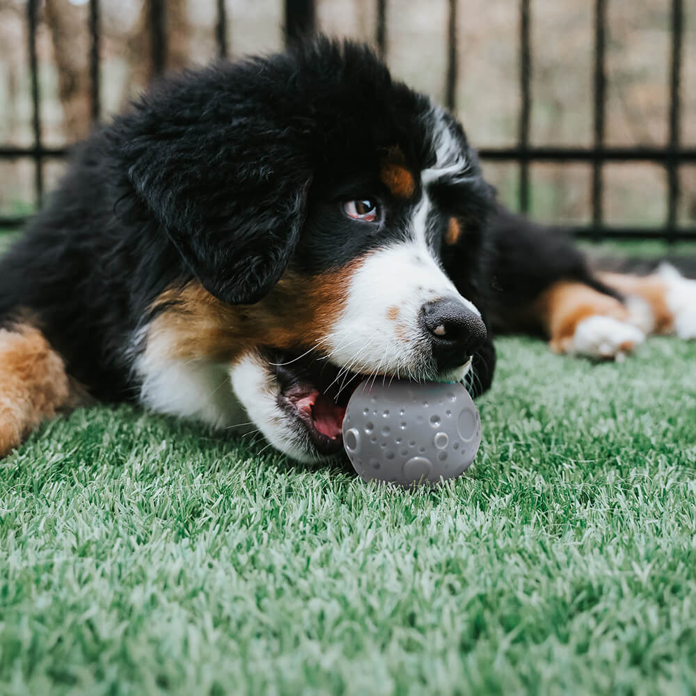 Cosmos Feeder Trainingsball Hundespielzeug zum Kauen