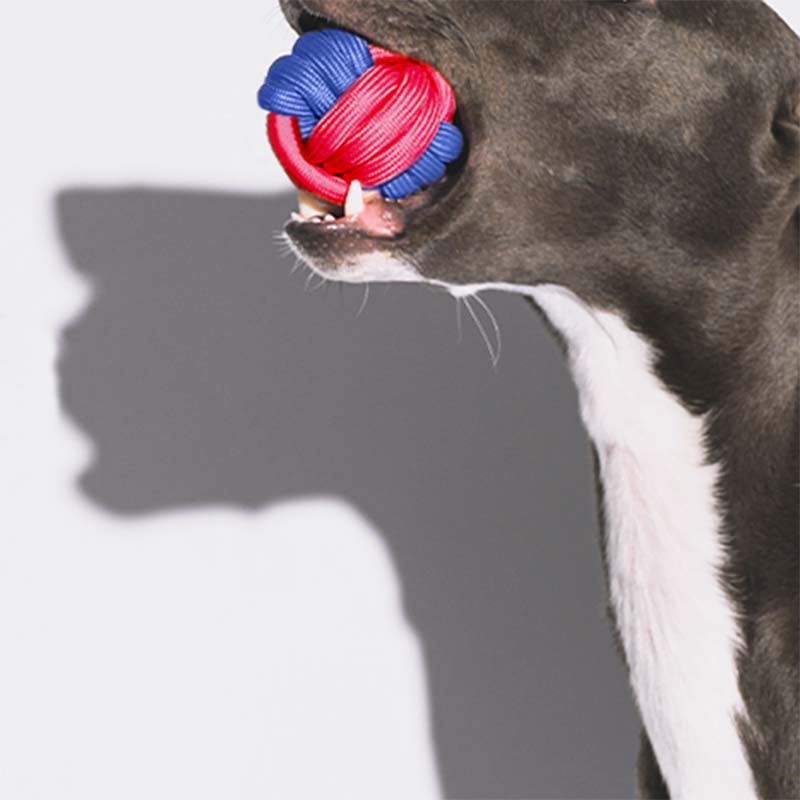 Jouet pour chien à lancer de balle Knots - Color Clash
